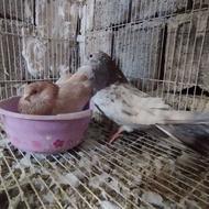 کبوتر سرور نوک کوتاه