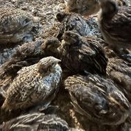 بلدرچین ارگانیک زنده و کشتار شده