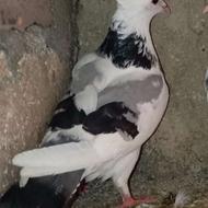 کبوتر طوقی نر