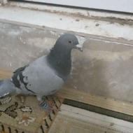 ی عدد کیلومتری اصیل