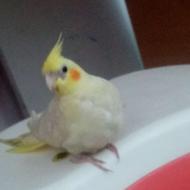 جوجه عروس دون خور