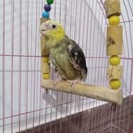 عروس هلندی نر با قفس