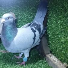 کبوتر سبز پلاکی