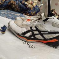 کفش والیبال