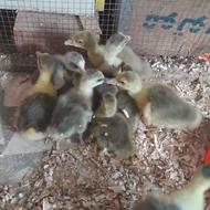 جوجه غاز 7روزه وبیشتر