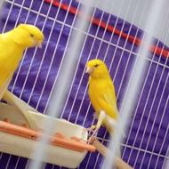 قناری کشیده بلند رسمی