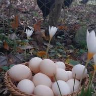 مزرعه جواهر سیاه(تخم مرغ نطفه دار سیاه افسانه ای، آیام سمانی