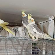 4عدد جوجه عروس هلندی سالم