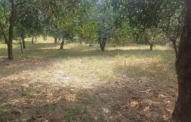 فروش باغ 40 ساله 600 متر