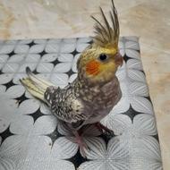 طوطی عروس ماده و نر