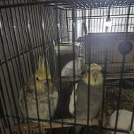 طوطی عروس سرحال