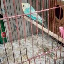 مرغ عشق نر مولدنژاد رینبو