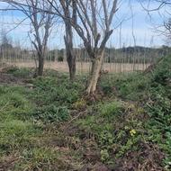 1900 متر زمین داخل بافت آهنگرکلا