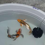 ماهی کوی سوپرباله