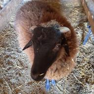 یک راس نر سیلک