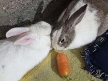 خرگوش نر ماده در شیپور