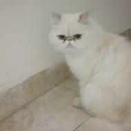 واگذاری دو گربه پرشین.نر وماده.ماده عقیم شده. بصورت رایگان