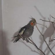 طوطی عروس رام