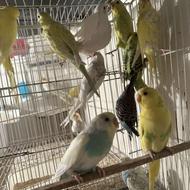 طوطی عروس و مرغ عشق