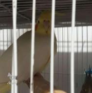 طوطی عروس ماده بالغ