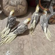 طوطی عروس رام تازه دونخور