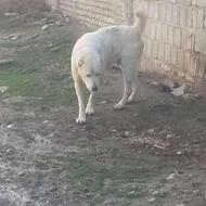 واگذاری سگ افغان نر ادمگیر گله ای