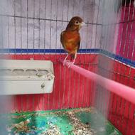 قناری سوخته