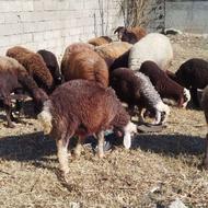 گوسفند بره مار هشت راس