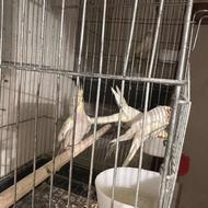 طوطی عروس هلندی