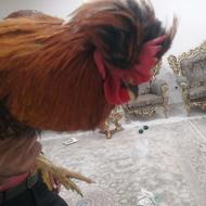 یک عدد خروس سالم سرحال