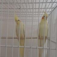 طوطی عروس هلندی مولد تظمینی