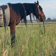 اسب نریون لری