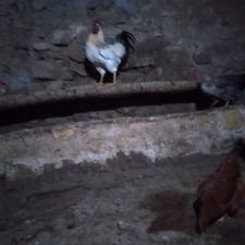 خروس محلی ...