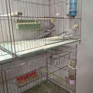 تعدادی طوطی عروس