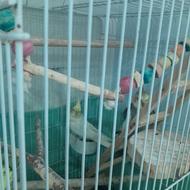 فروش فوری طوطی عروس نر بشرت صحب 7 8 کلمه نر صحبت میکنه