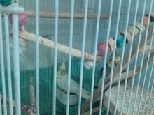 فروش فوری طوطی عروس نر بشرت صحب 7 8 کلمه نر صحبت میکنه در شیپور