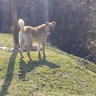 توله سراب 9 ماهه اس