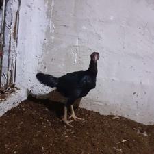 مرغ لاری خوب