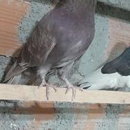 کبوتر یا کفتر