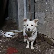 سگ اشپیتز باهوش و تربیت شده