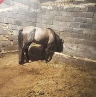 اسب نریان کرد قدم کهر