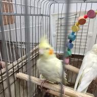 عروس هلندی مولد