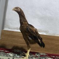 جوجه لاری اصیل