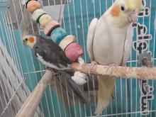 فروش فوری طوطی عروس با مرغ عشق در شیپور
