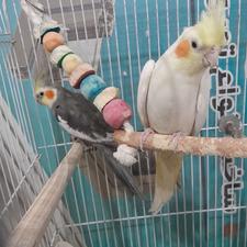 فروش فوری طوطی عروس با مرغ عشق