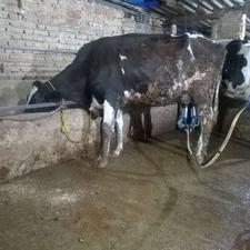 گاو داشتی شیری