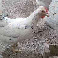 مرغ گلین تخمگذار