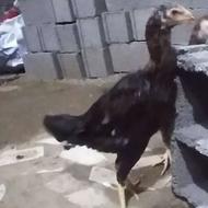 مرغ لاری اصیل