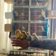 طوطی سرلاکی و جفت مولد