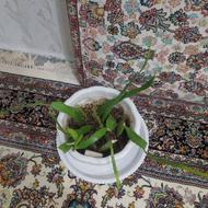 کاکتوس سرحال وزیبا